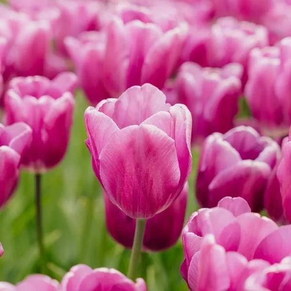 Tulipan na obiektyw – Jakie ma zastosowanie i dlaczego warto go mieć?