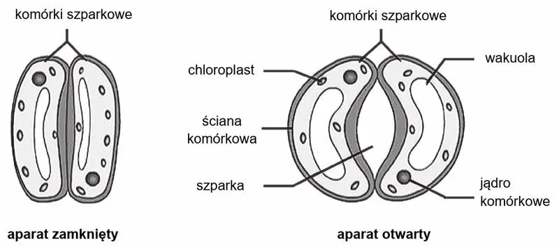 Aparaty szparkowe w roślinach