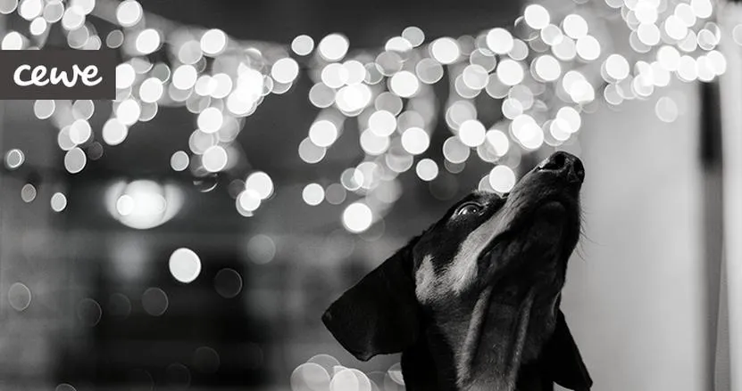 Bokeh w fotografii