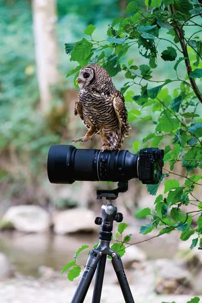 Fotografia ptaków