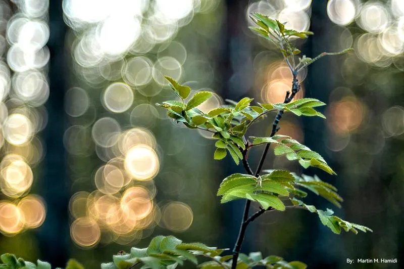 Techniki efektu bokeh