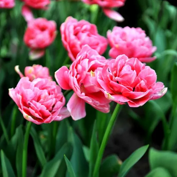 Tulipan na obiektyw