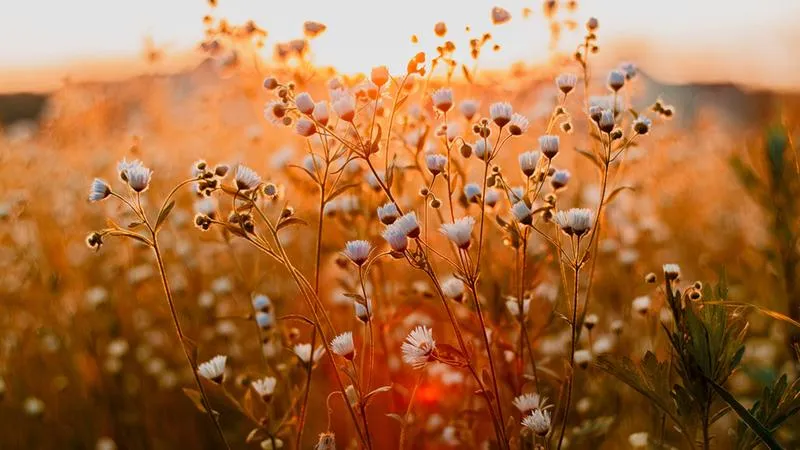 Ustawienia aparatu bokeh